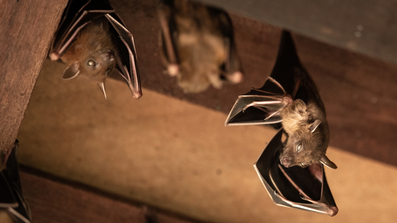 Women sue Airbnb after staying in ‘house of horror’ filled with bats